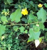 abutilon indicum