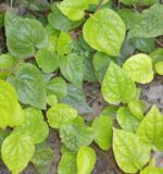 betel leaves