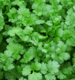 coriander leaves