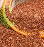 unpolished finger millet