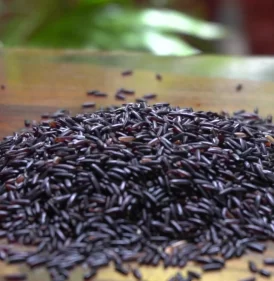 kalabhat black rice