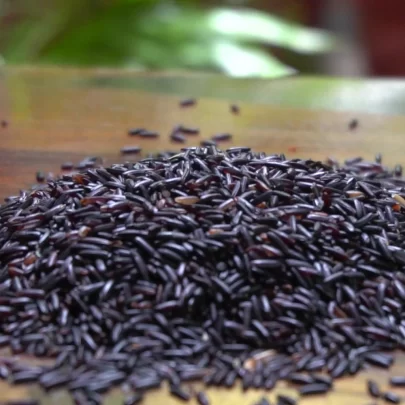 kalabhat black rice