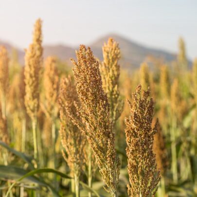 Organic Millets