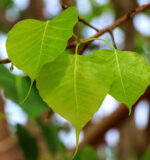 peepal leaves