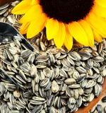 sunflower seeds