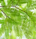 tamarind leaves