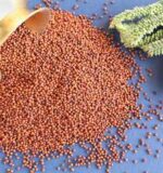 finger millet