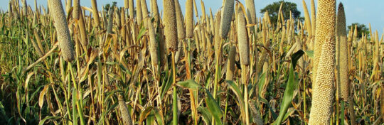 Millets-header-banner