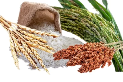 rice-millet-wheat