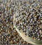 pearl millet