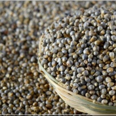 pearl millet