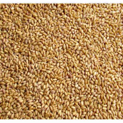 sarbati wheat