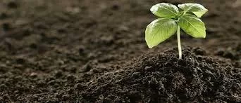 VERMICOMPOST 5kg, Natural fertilizer - Image 3