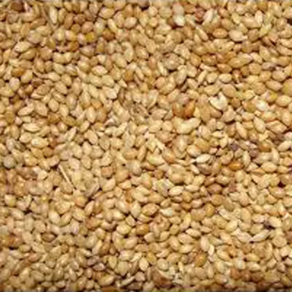Foxtail Millet / Thinai 500G